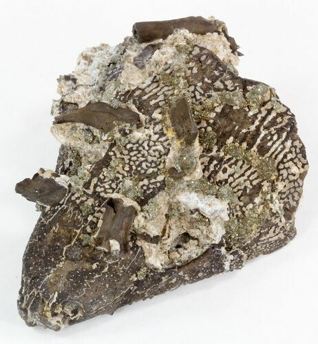 Captorhinus Skull (Permian Reptile) With Pyrite - Oklahoma #44852